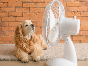 Dog enjoying fresh air