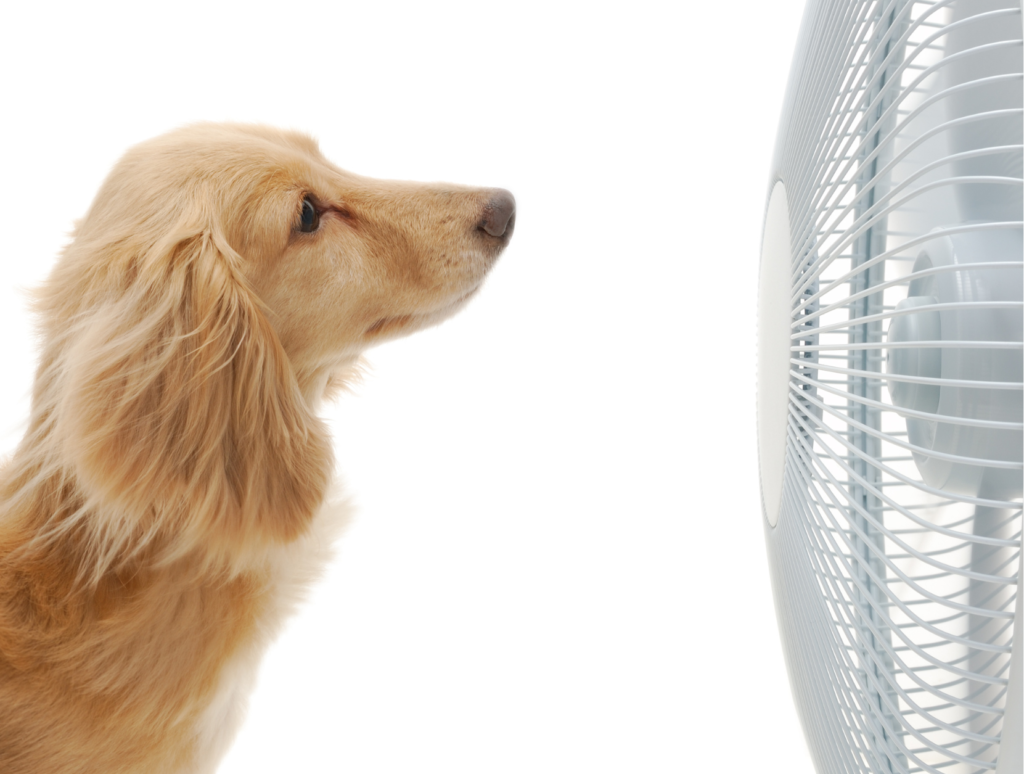 Must-Have Fans for Staying Cool this Summer